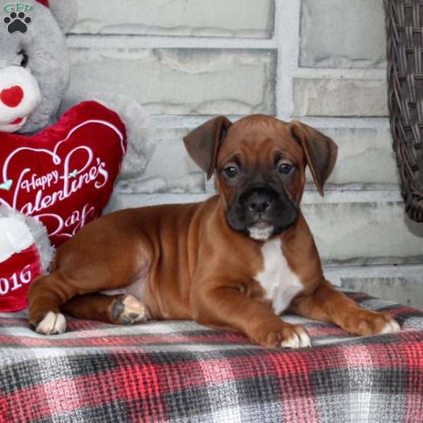 Lincoln, Boxer Puppy